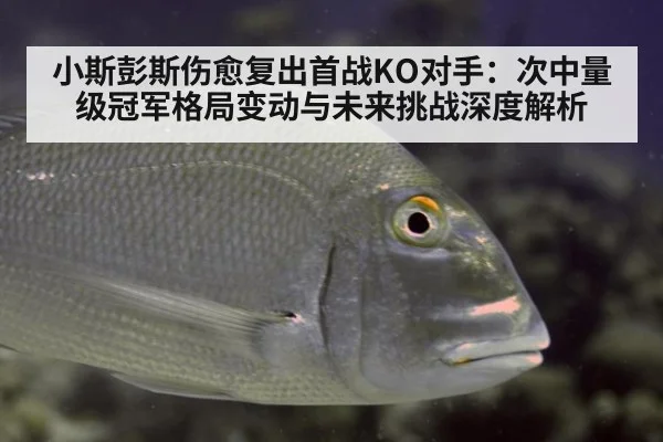 小斯彭斯伤愈复出首战KO对手:次中量级冠军格局变动与未来挑战深度解析